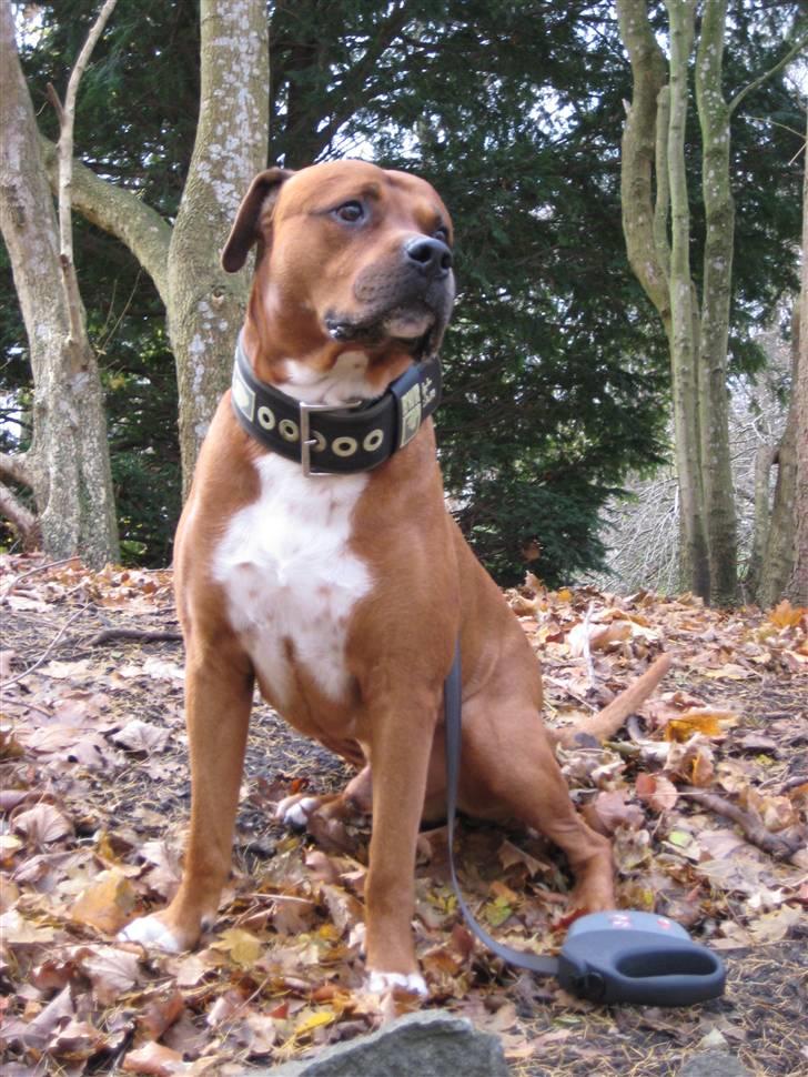 Blanding af racer Apollo # R.I.P # - I miss you, my friend..... billede 10