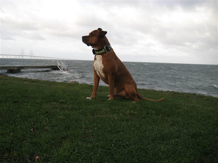 Blanding af racer Apollo # R.I.P # - De sidste billeder af min Apollo, inden hans sidste rejse..... billede 11