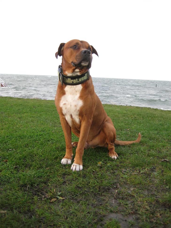 Blanding af racer Apollo # R.I.P # - Allersidste billede taget 20 nov 2008..... Farvel min elskede ven..... R.I.P  billede 12