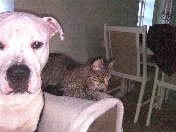 Blanding af racer Armani <3 billede 6