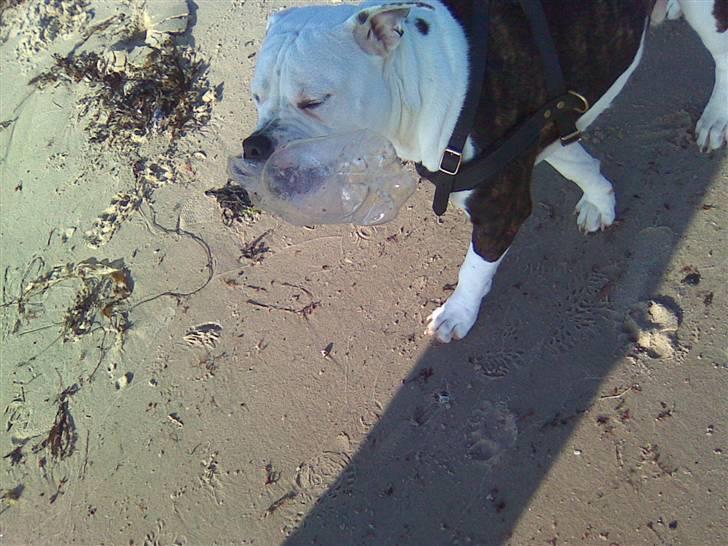 Blanding af racer Armani <3 billede 7