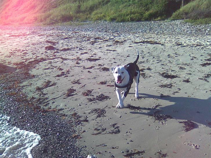 Blanding af racer Armani <3 - Her er jeg på stranden med min mor og far <3 billede 8