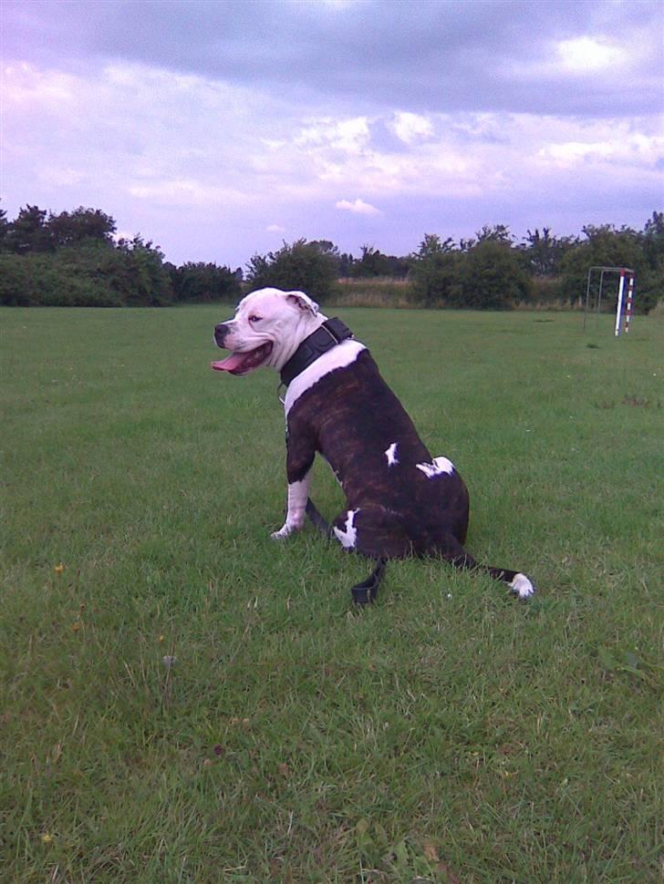 Blanding af racer Armani <3 - Hej moar.... :) billede 9