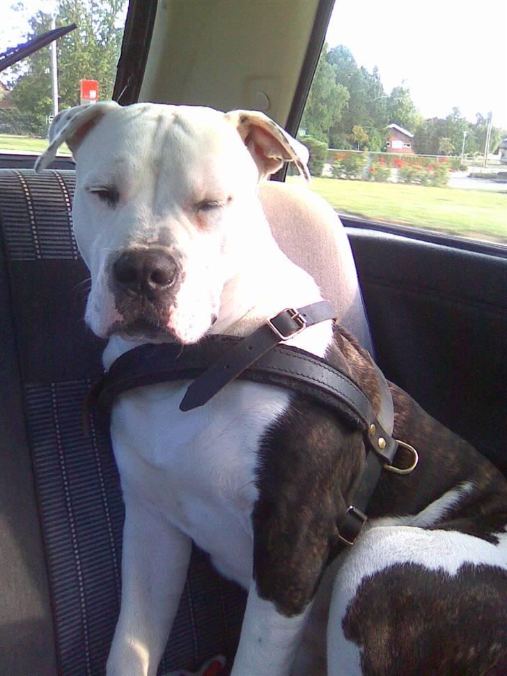 Blanding af racer Armani <3 - Jeg nyder når vi køre tur ud i det blå :o) billede 10