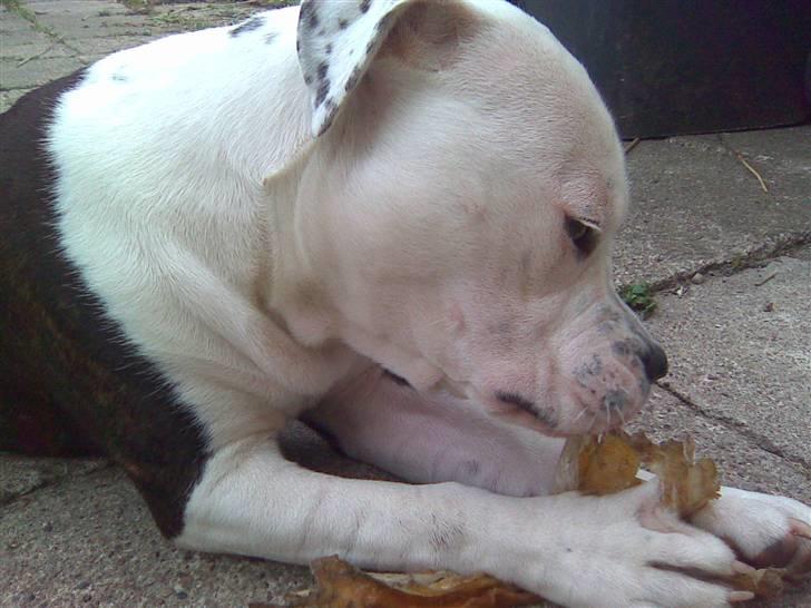 Blanding af racer Armani <3 - Jeg elsker kødben....... billede 12