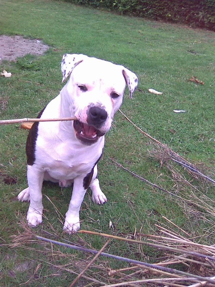 Blanding af racer Armani <3 - Hjælper lige min mor med den grimme bambushæk :o) billede 13