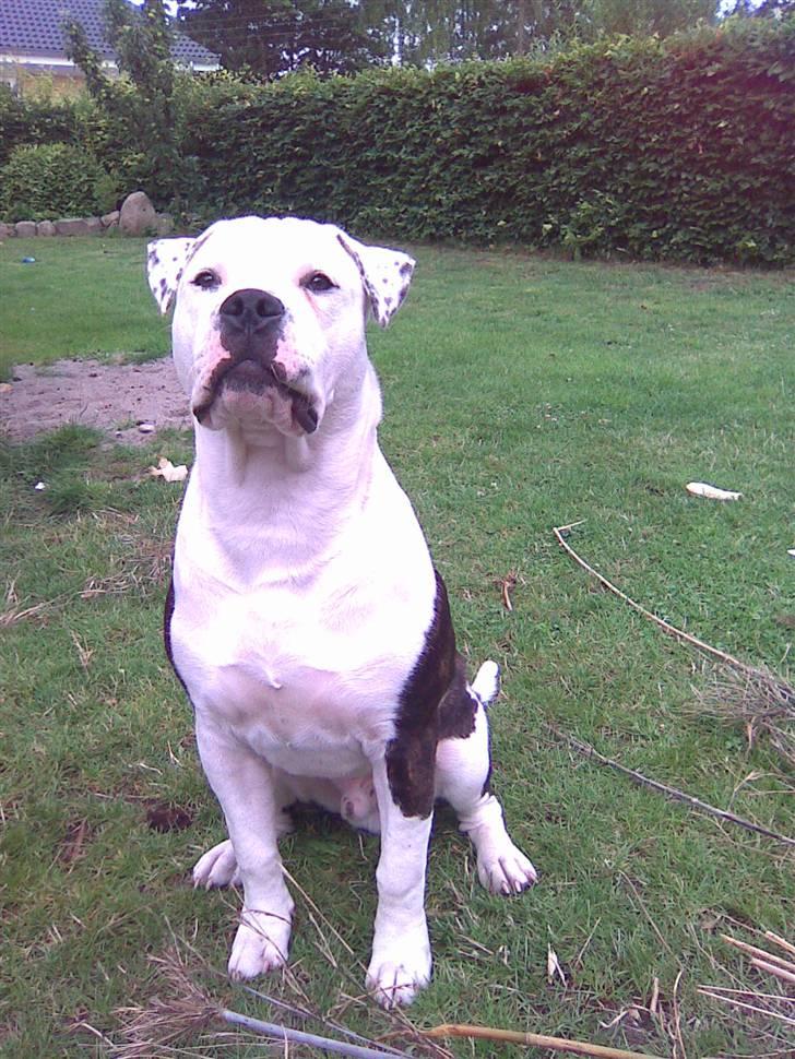 Blanding af racer Armani <3 - Se lige miig ;o) billede 14