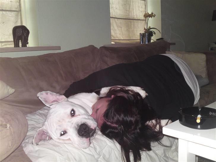 Blanding af racer Armani <3 - Jeg elsker og putte med min moar... billede 15