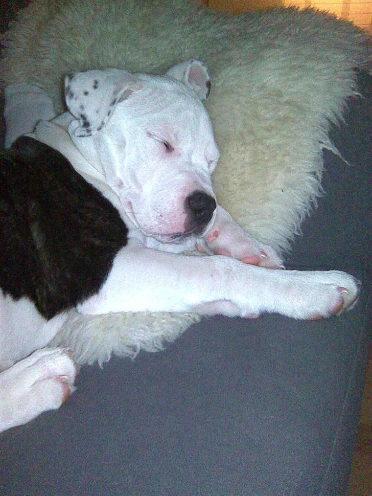 Blanding af racer Armani <3 billede 16