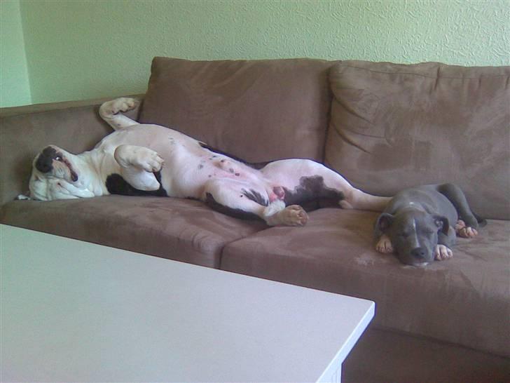 Blanding af racer Armani <3 - Det er livet det her ;) billede 17