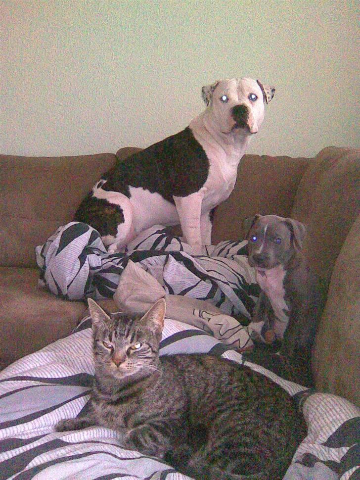 Blanding af racer Armani <3 - Tre på stribe ;) billede 18