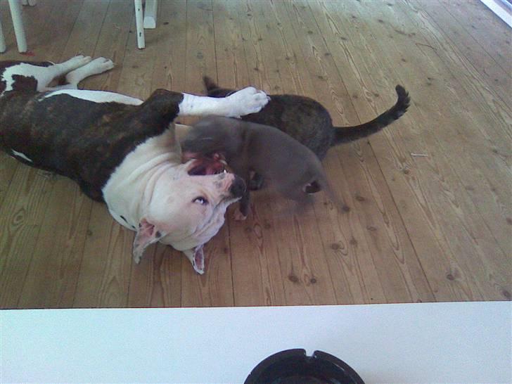 Blanding af racer Armani <3 - Hyggetime :) billede 19