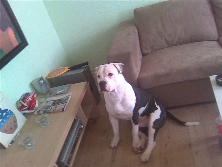 Blanding af racer Armani <3 billede 20