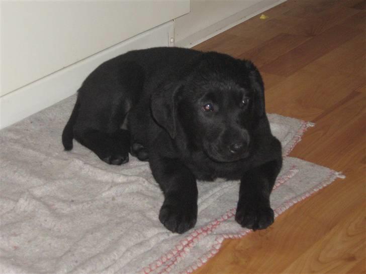Labrador retriever Mille billede 5