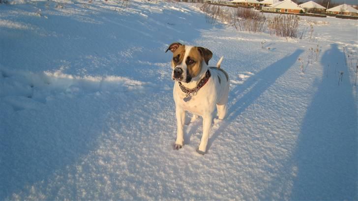 Amerikansk bulldog Sheja  - Januar 2011, 2 år gammel  billede 1