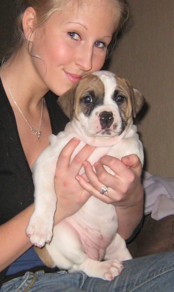 Amerikansk bulldog Sheja  - 6 uger.  billede 2