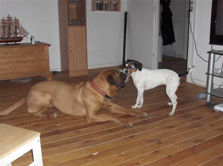 Dansk svensk gaardhund Mille billede 15