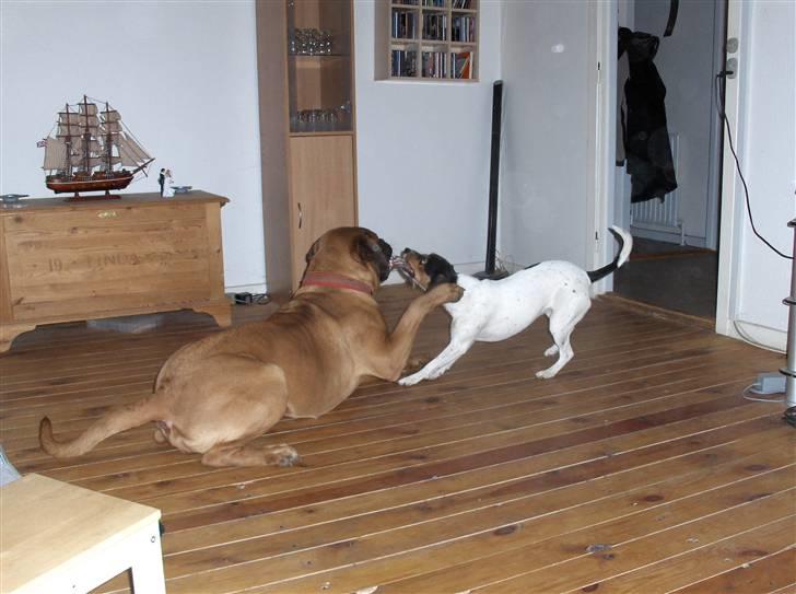 Dansk svensk gaardhund Mille - der trækkes reb med den ny bofælle billede 16