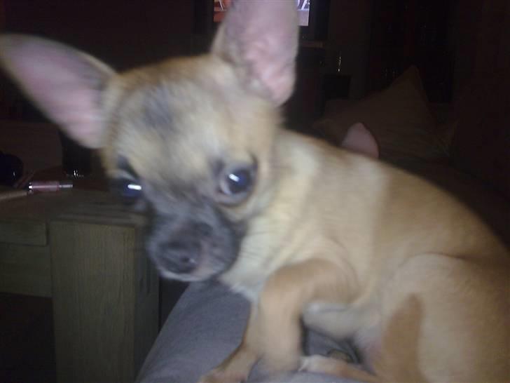Chihuahua Anton. - Jeg har da ikke store øre :) billede 1