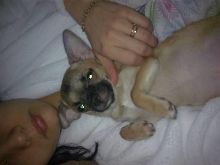 Chihuahua Anton. - Ahh....Dejligt afslappende. billede 2