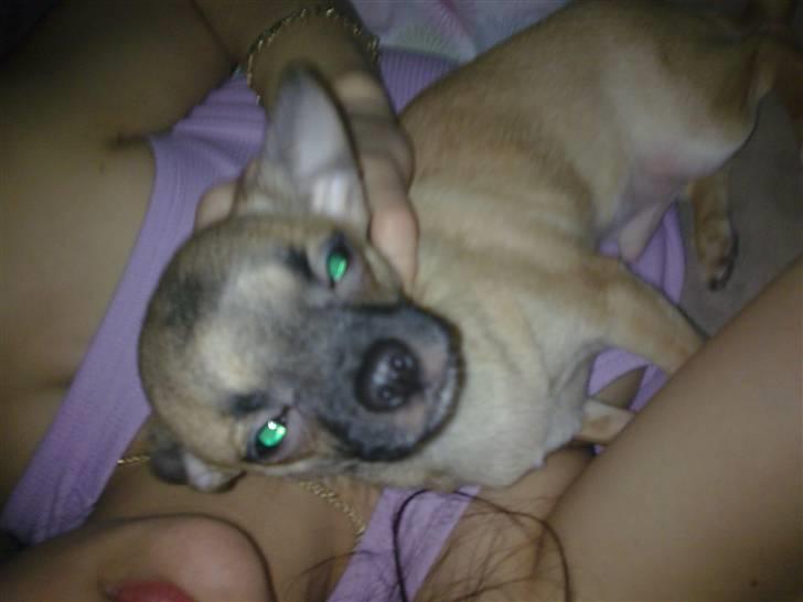 Chihuahua Anton. - Ej! Jeg kan ikke lide den blitz!!! billede 3