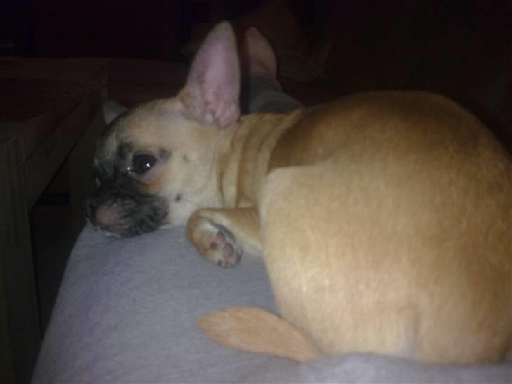 Chihuahua Anton. - Hvorfor er der ingen, der vil lege med mig? billede 4