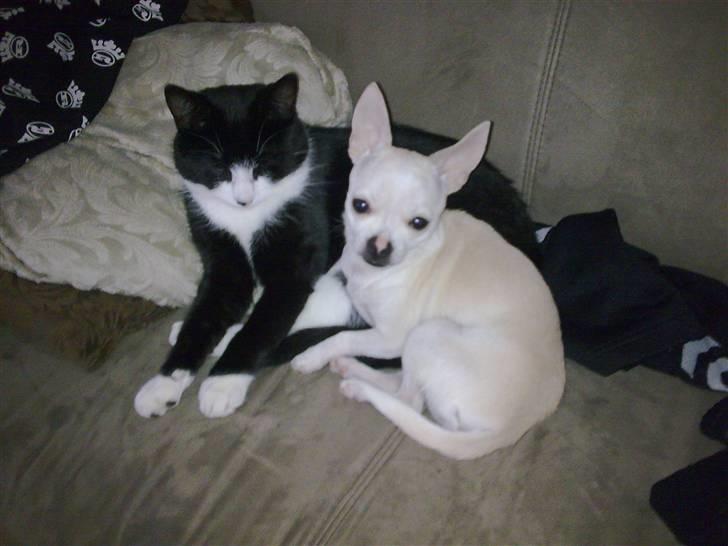 Chihuahua Luigi billede 17