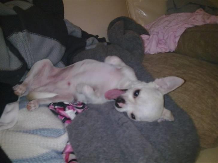 Chihuahua Luigi - Hahahahaha....... billede 18