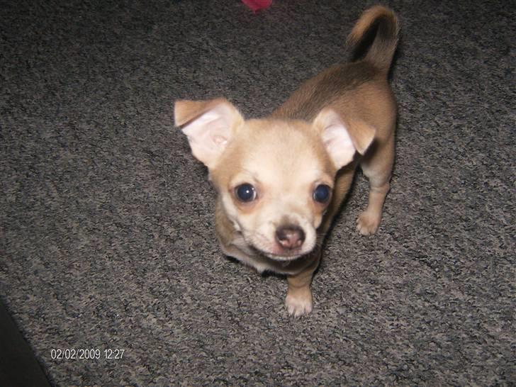 Chihuahua Ozzy - 02. februar - Ozzy er SÅ meget ude på ballade... billede 10