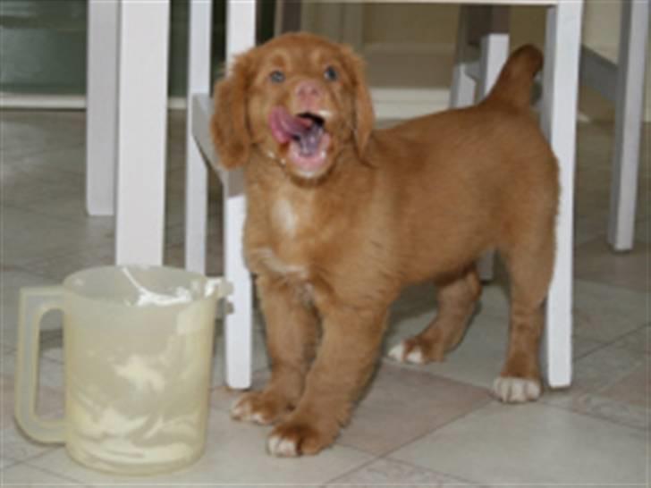 Nova scotia duck tolling retriever Mushu - Hmm,, lækkert..!!<333 billede 1