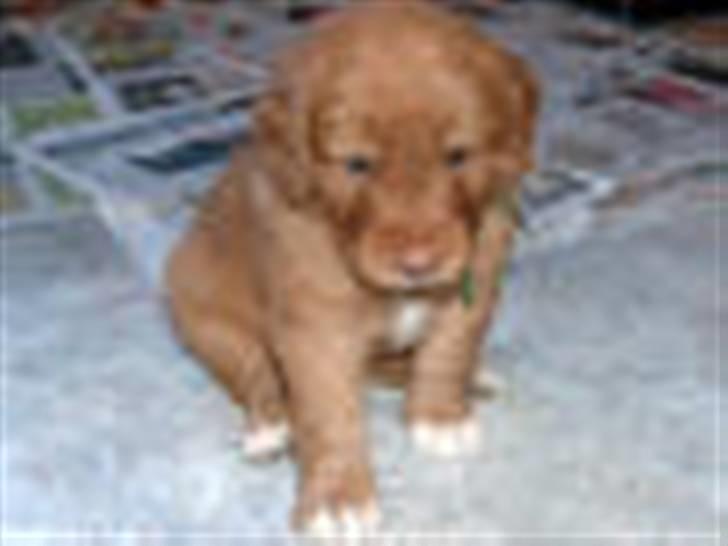 Nova scotia duck tolling retriever Mushu - Be´ om..! billede 2
