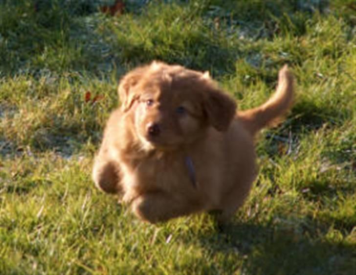 Nova scotia duck tolling retriever Mushu - Lille søster i fuld spring..! billede 3
