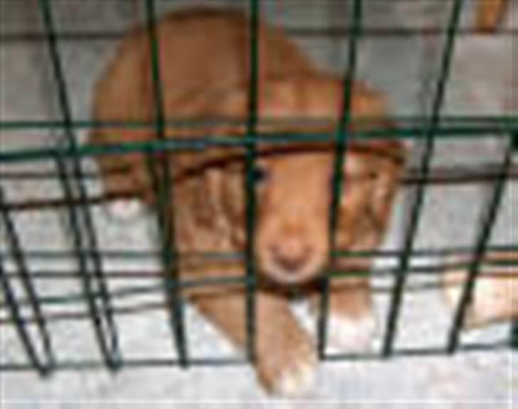 Nova scotia duck tolling retriever Mushu - Inde bag ved trammer..!Hihi billede 4