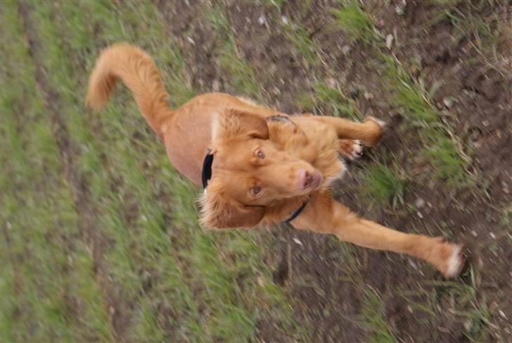 Nova scotia duck tolling retriever Mushu - *Jeg er jo så sød*..! billede 5
