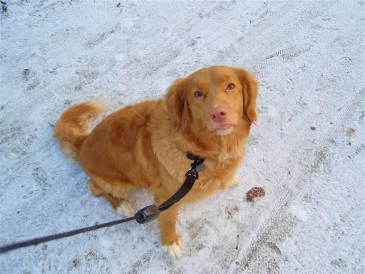 Nova scotia duck tolling retriever Shaggy Tollers Lyra billede 7