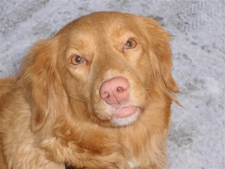 Nova scotia duck tolling retriever Shaggy Tollers Lyra billede 8