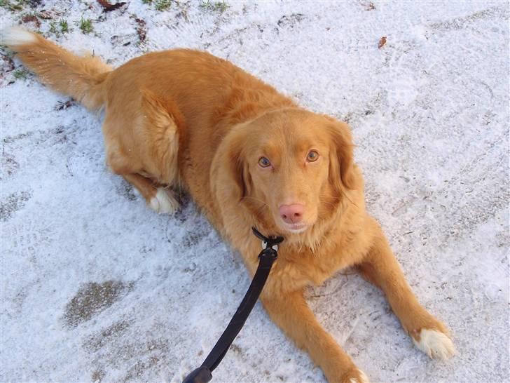 Nova scotia duck tolling retriever Shaggy Tollers Lyra billede 9