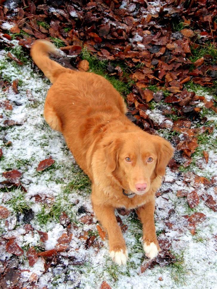 Nova scotia duck tolling retriever Shaggy Tollers Lyra billede 10