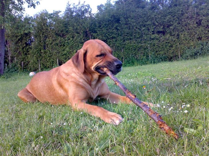 Mastiff Reja - Reja´s profil (: billede 1