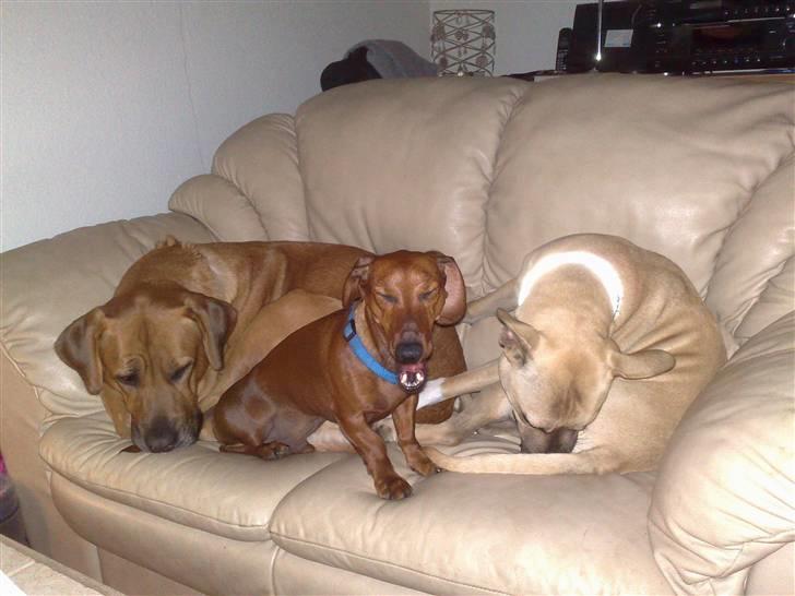 Mastiff Reja - Vi glæder os til de næste sæt billeder billede 2