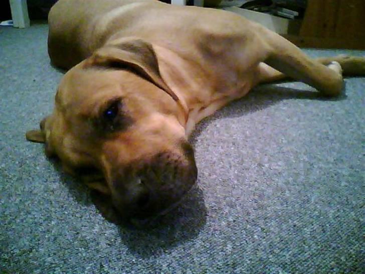 Mastiff Reja - mMmh.. foto træt billede 3