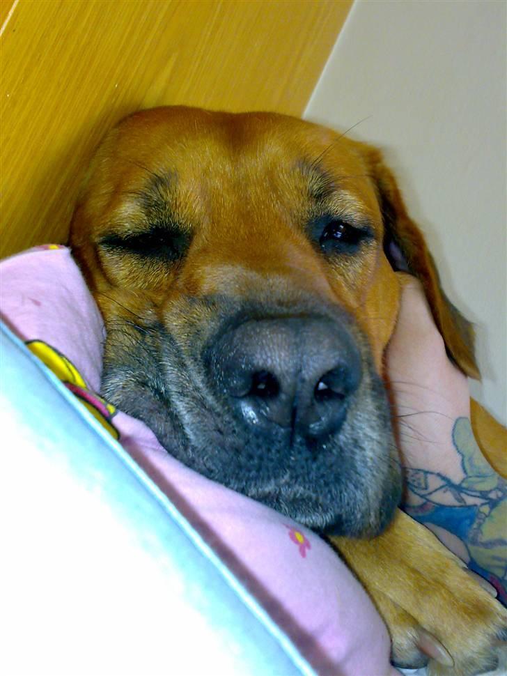 Mastiff Reja - men alligevel fotogen billede 4