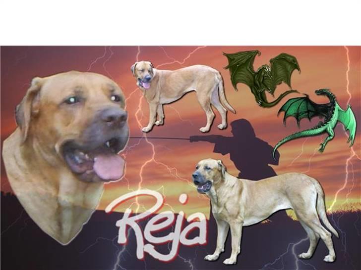 Mastiff Reja - Made by UniQue amstaff´s  billede 5
