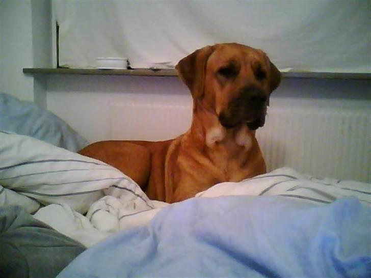 Mastiff Reja - 1 til,. (: billede 6