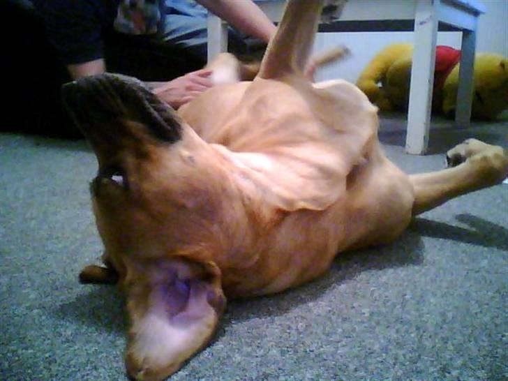 Mastiff Reja - Øver rulle teknikken billede 7