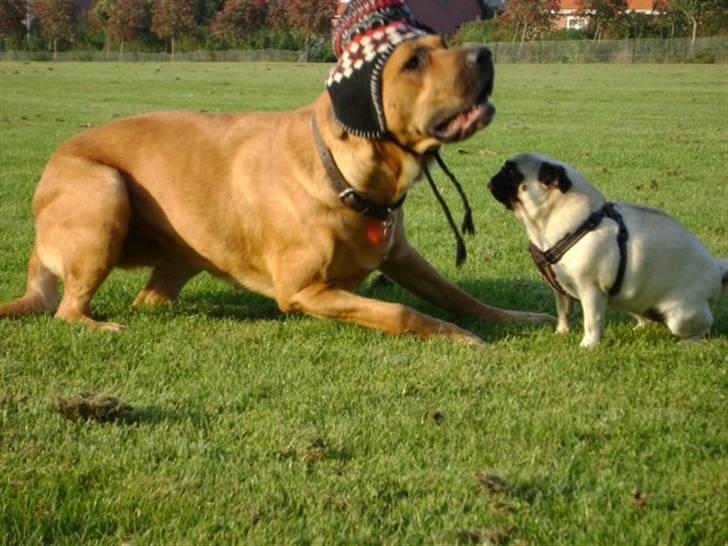 Mastiff Reja - Hunde træf. hygge med Oda billede 8