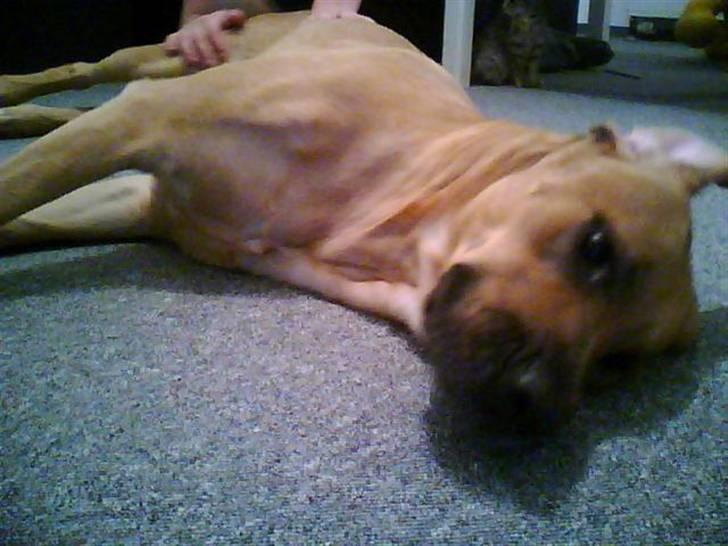 Mastiff Reja - Livet er hårdt billede 9