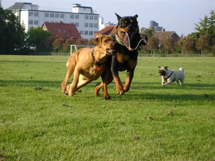 Mastiff Reja - Hunde træf. lidt løb med Basse billede 10