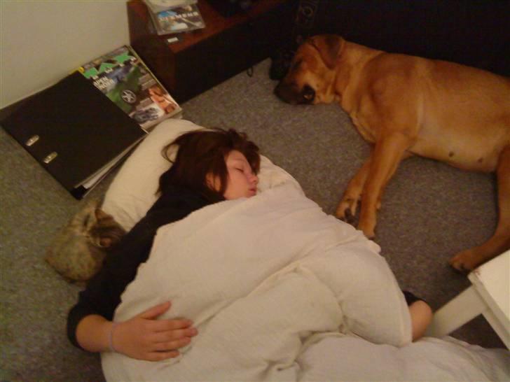 Mastiff Reja - Godnat tøsser  billede 11