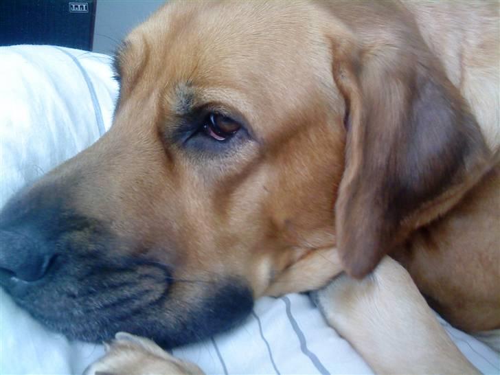 Mastiff Reja - Ynglings position billede 12